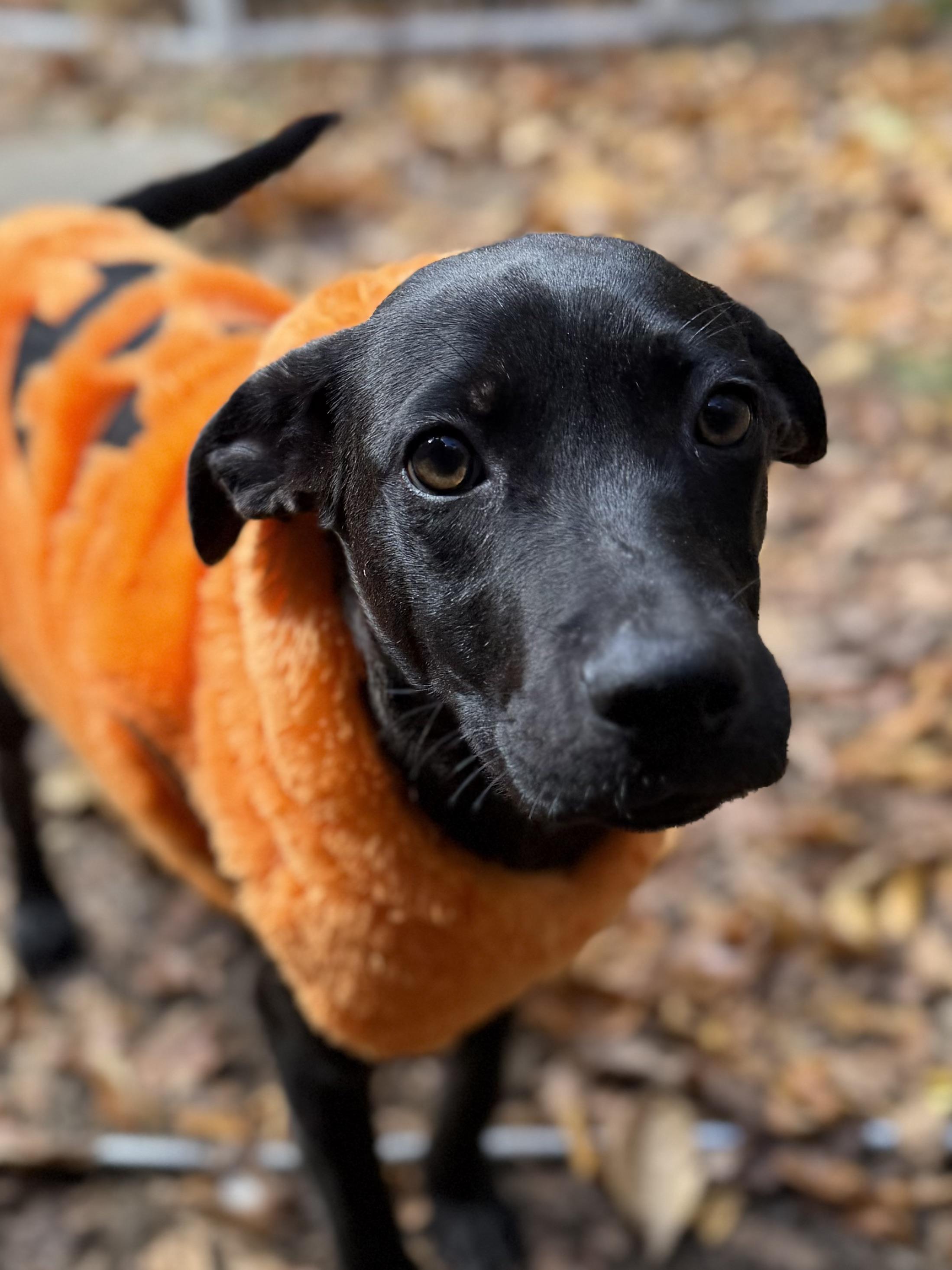 Enlarge Jade, an adopted mixed breed in Ridgefield, CT image 4/6