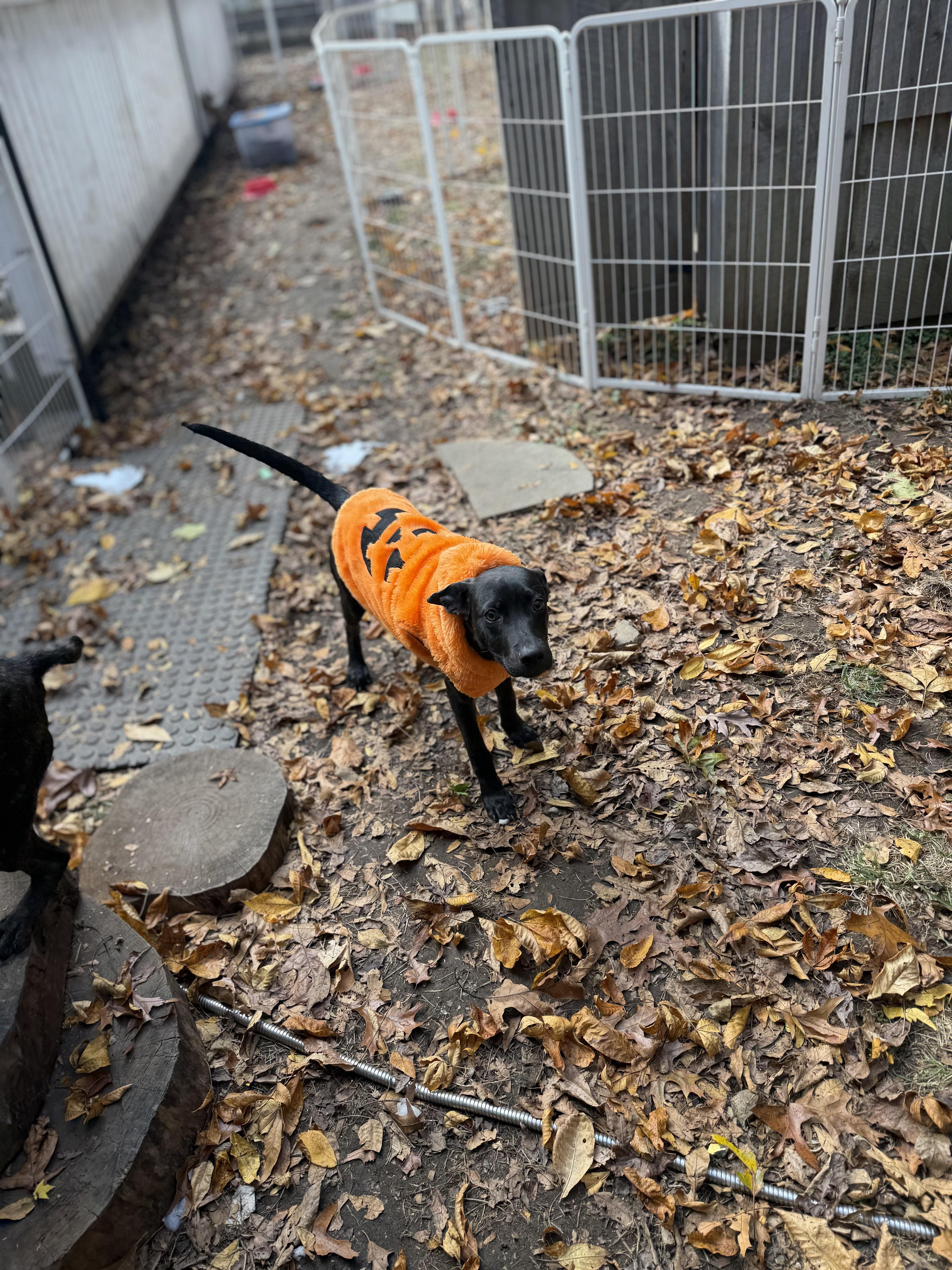 Enlarge Jade, an adopted mixed breed in Ridgefield, CT image 6/6