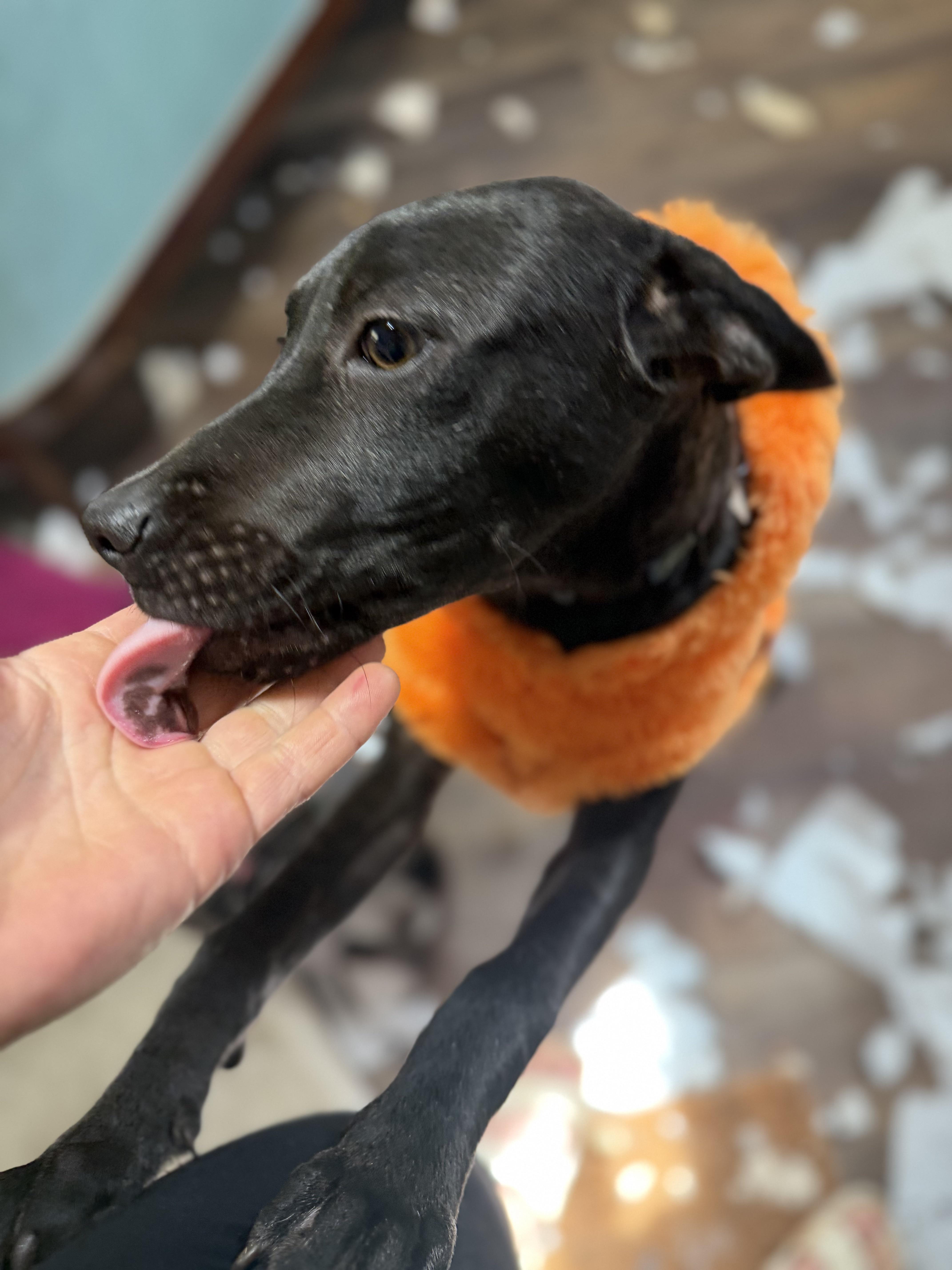 Enlarge Jade, an adopted mixed breed in Ridgefield, CT image 2/6