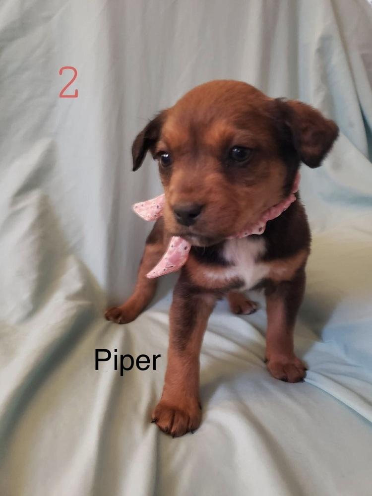 Enlarge Piper, a Adoptable mixed breed in Irwin, PA image 1/1