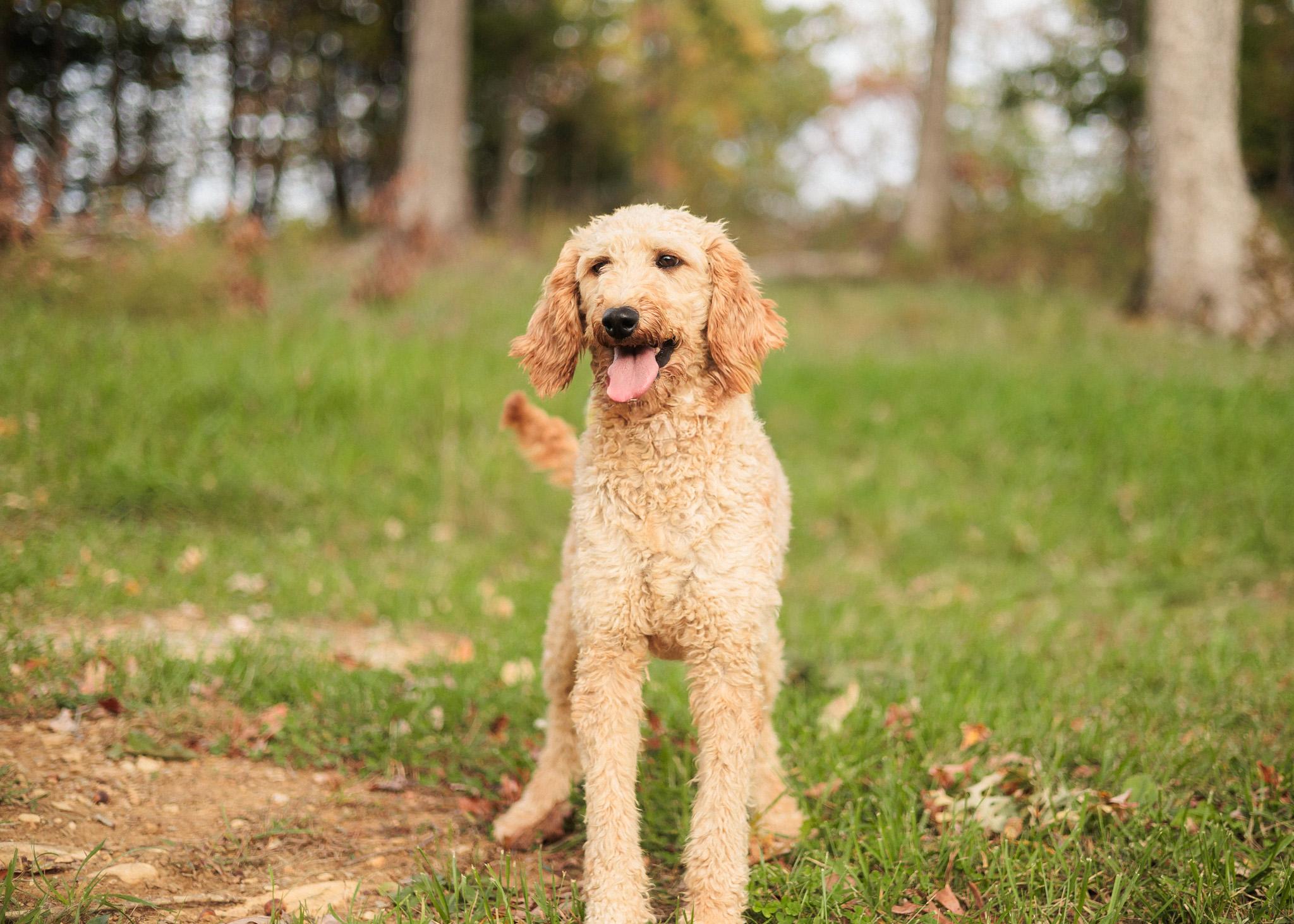Enlarge Sydney - Transport, an adopted Goldendoodle in Greenwood, IN image 1/6