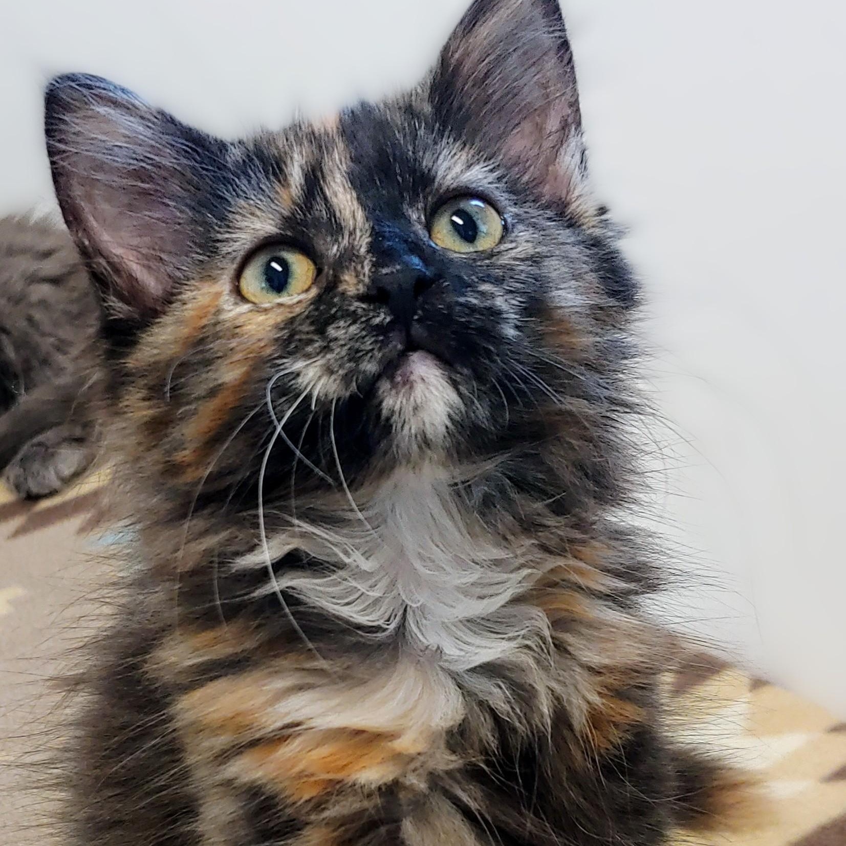 Matilda