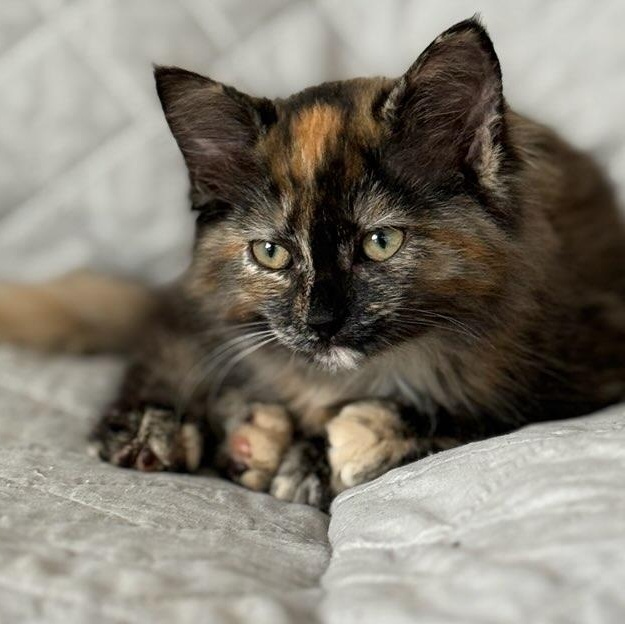 Matilda