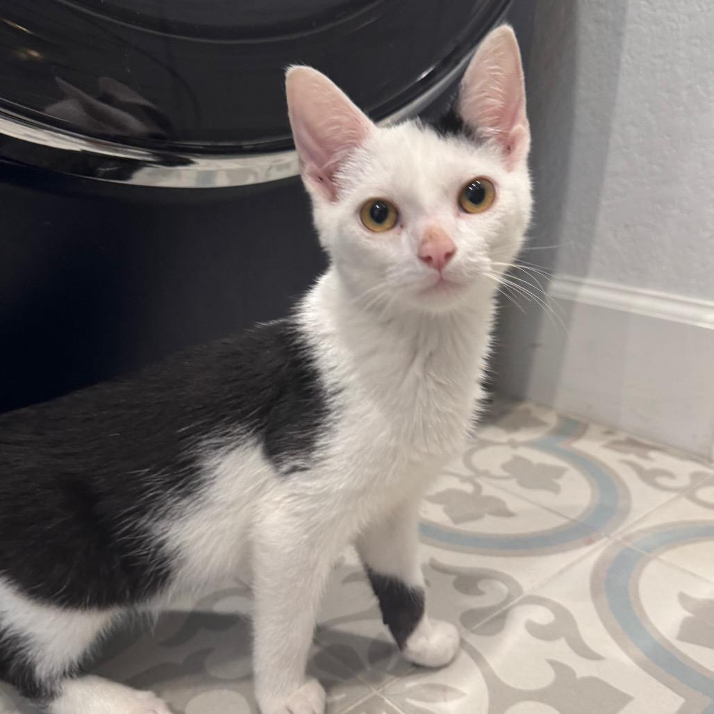 Ghost, Adoptable, Kitten Male Domestic Short Hair.
