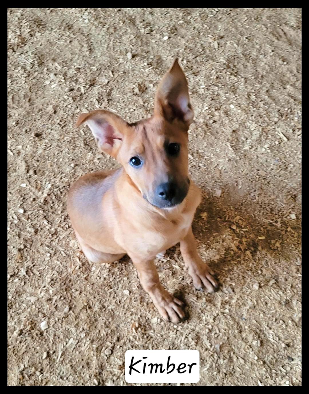 Kimber, an adopted mixed breed in Granbury, TX image 1/2