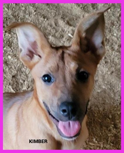 Kimber, an adopted mixed breed in Granbury, TX image 2/2