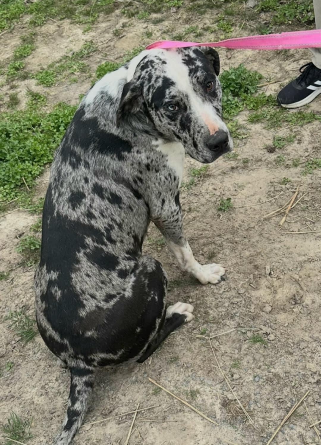 Bleu, Adopted, Young Male Catahoula Leopard Dog & Pit Bull Terrier.