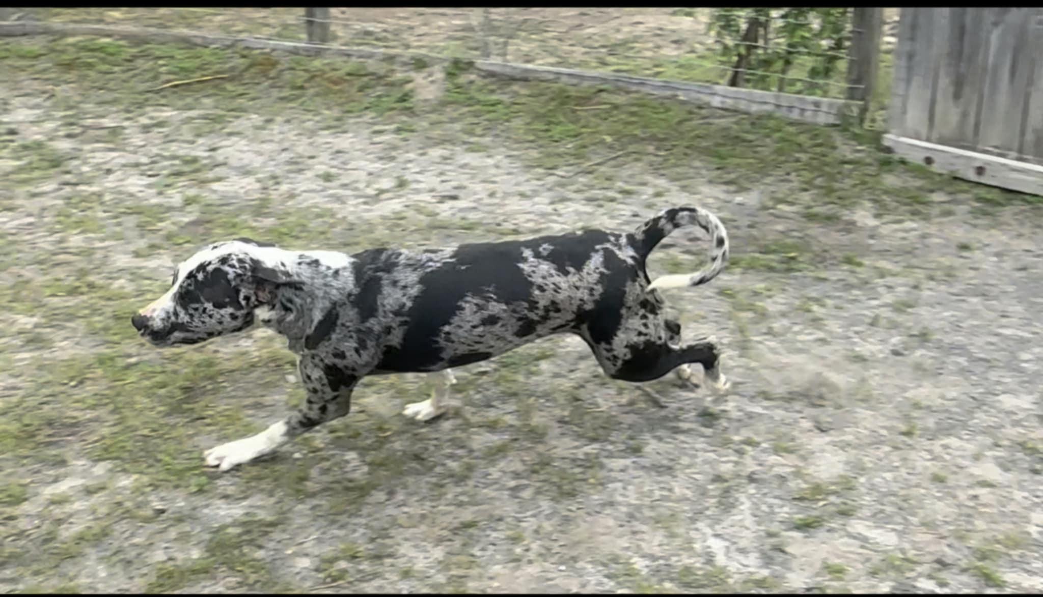 Enlarge Bleu, a Adopted mixed breed in Cleveland, TN image 2/5