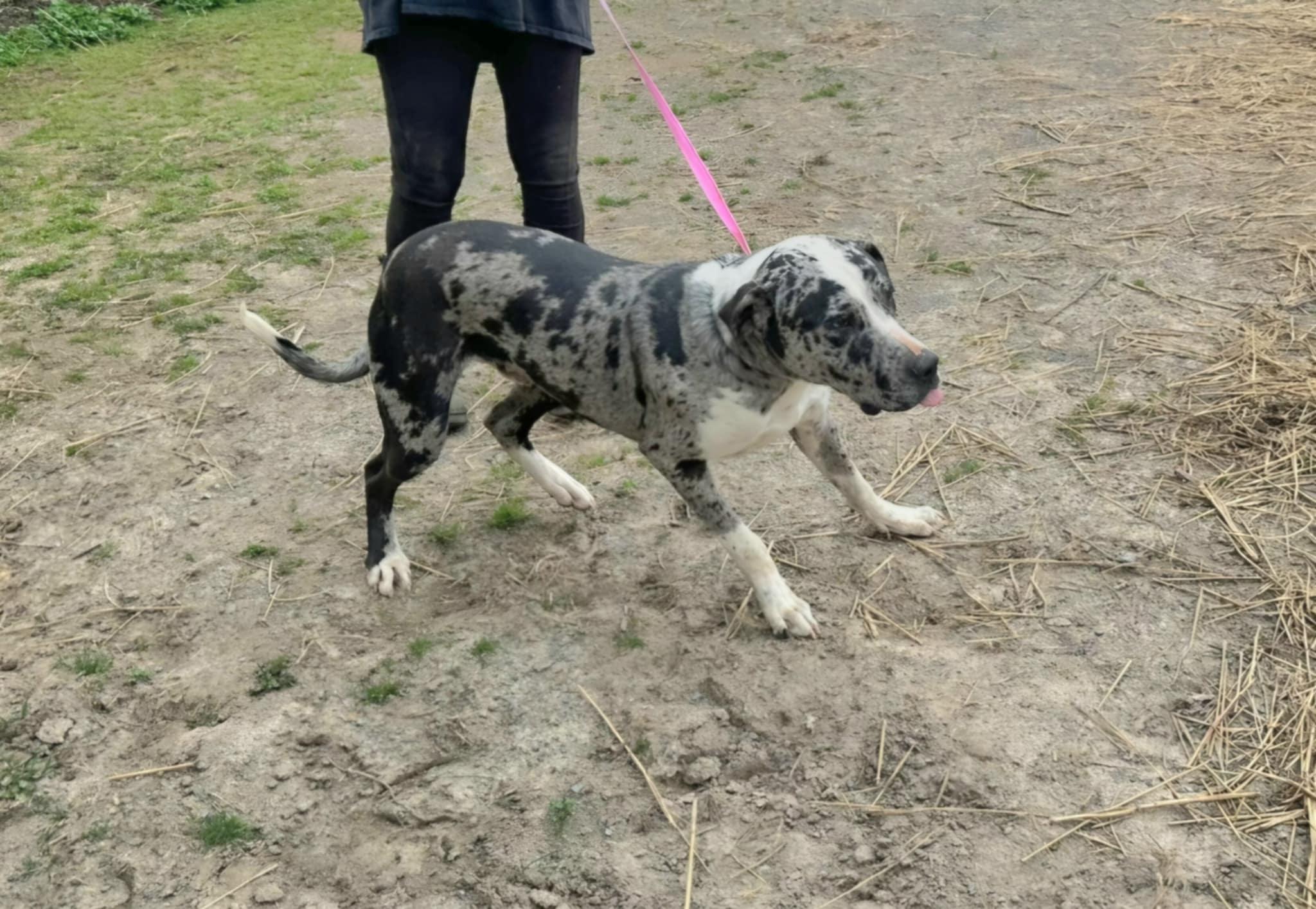 Enlarge Bleu, a Adopted mixed breed in Cleveland, TN image 3/5