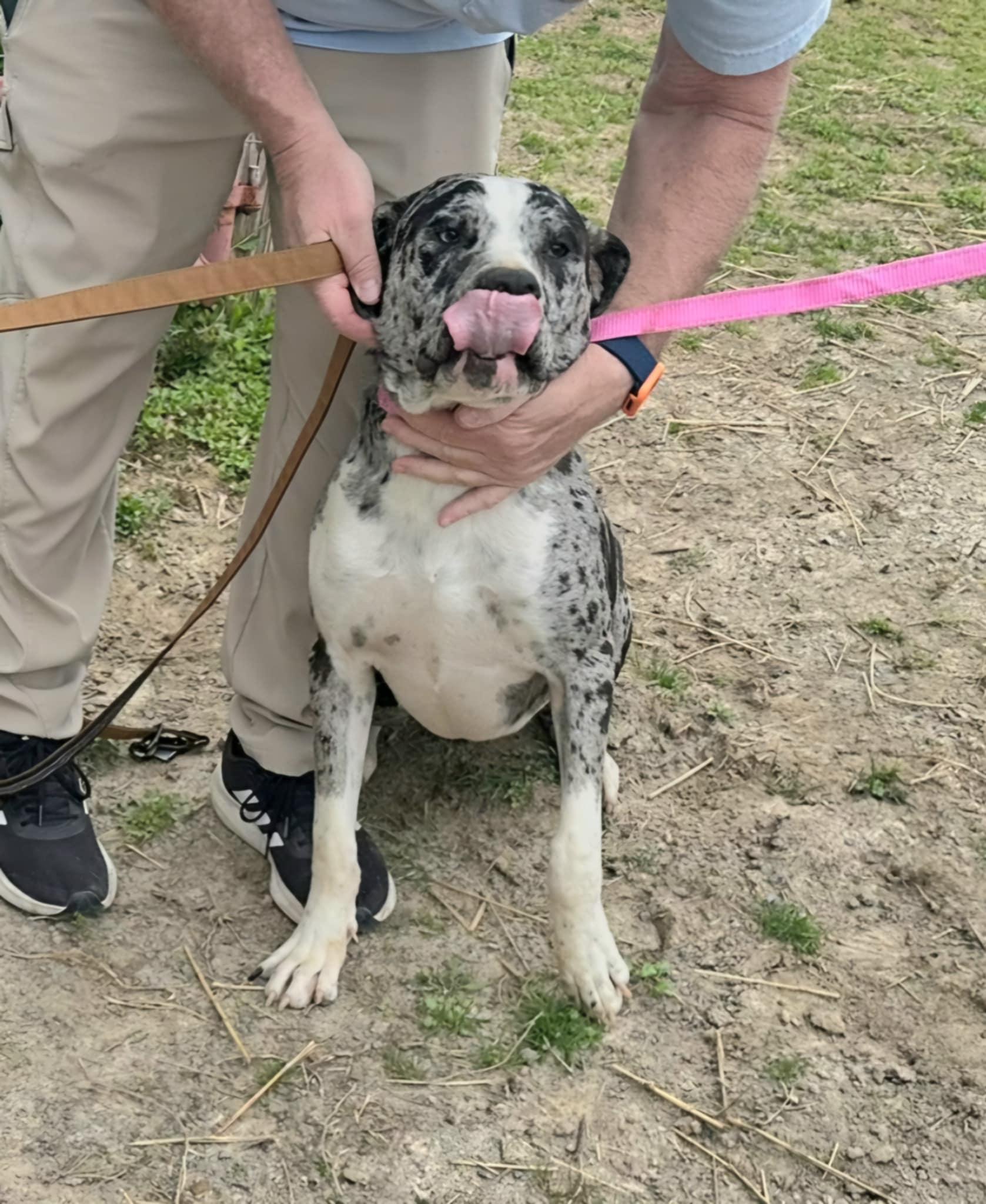 Enlarge Bleu, a Adopted mixed breed in Cleveland, TN image 4/5