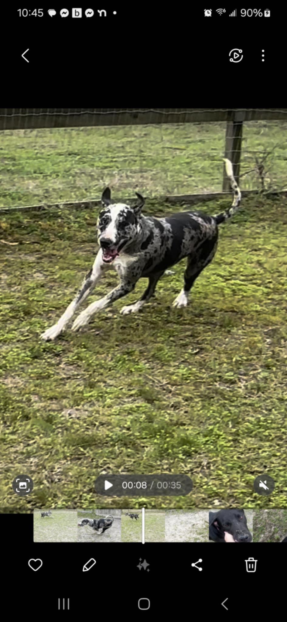Enlarge Bleu, a Adopted mixed breed in Cleveland, TN image 5/5