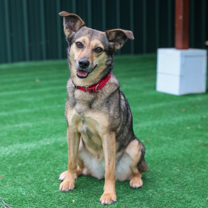 Enlarge Fiddle, a Adoptable mixed breed in Roanoke, VA image 1/3