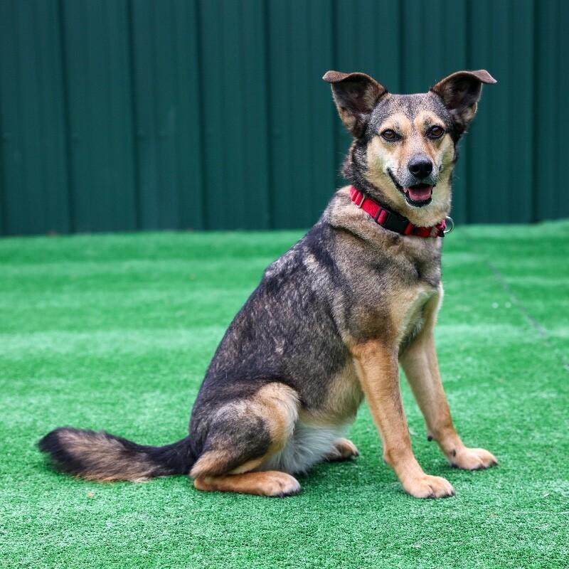 Enlarge Fiddle, a Adoptable mixed breed in Roanoke, VA image 3/3