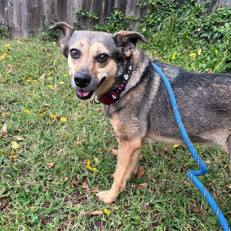 Fiddle, Adoptable, Adult Female Hound & Mixed Breed.