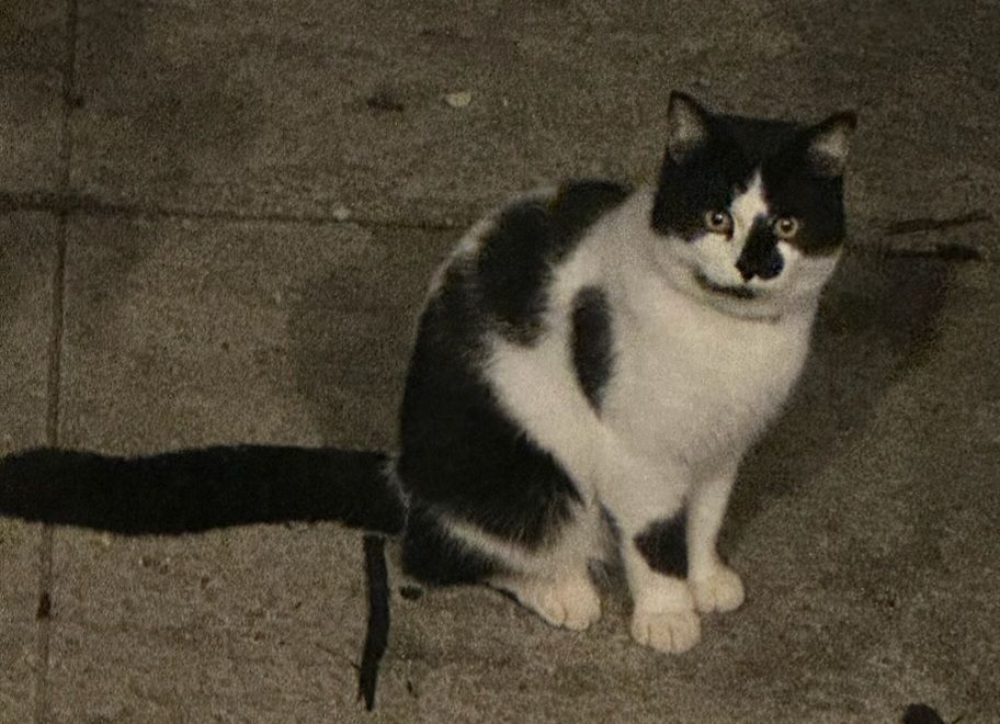 Valentino, Adopted, Adult Male Domestic Short Hair.