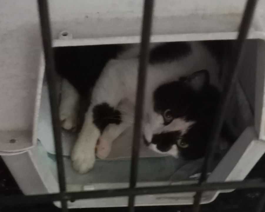 Enlarge Valentino, a Adopted Domestic Short Hair in Cookeville, TN image 2/4