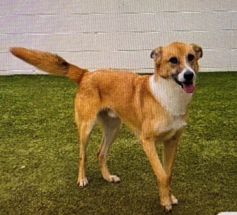 Enlarge Luke Duke, a Adoptable mixed breed in North Syracuse, NY image 1/1