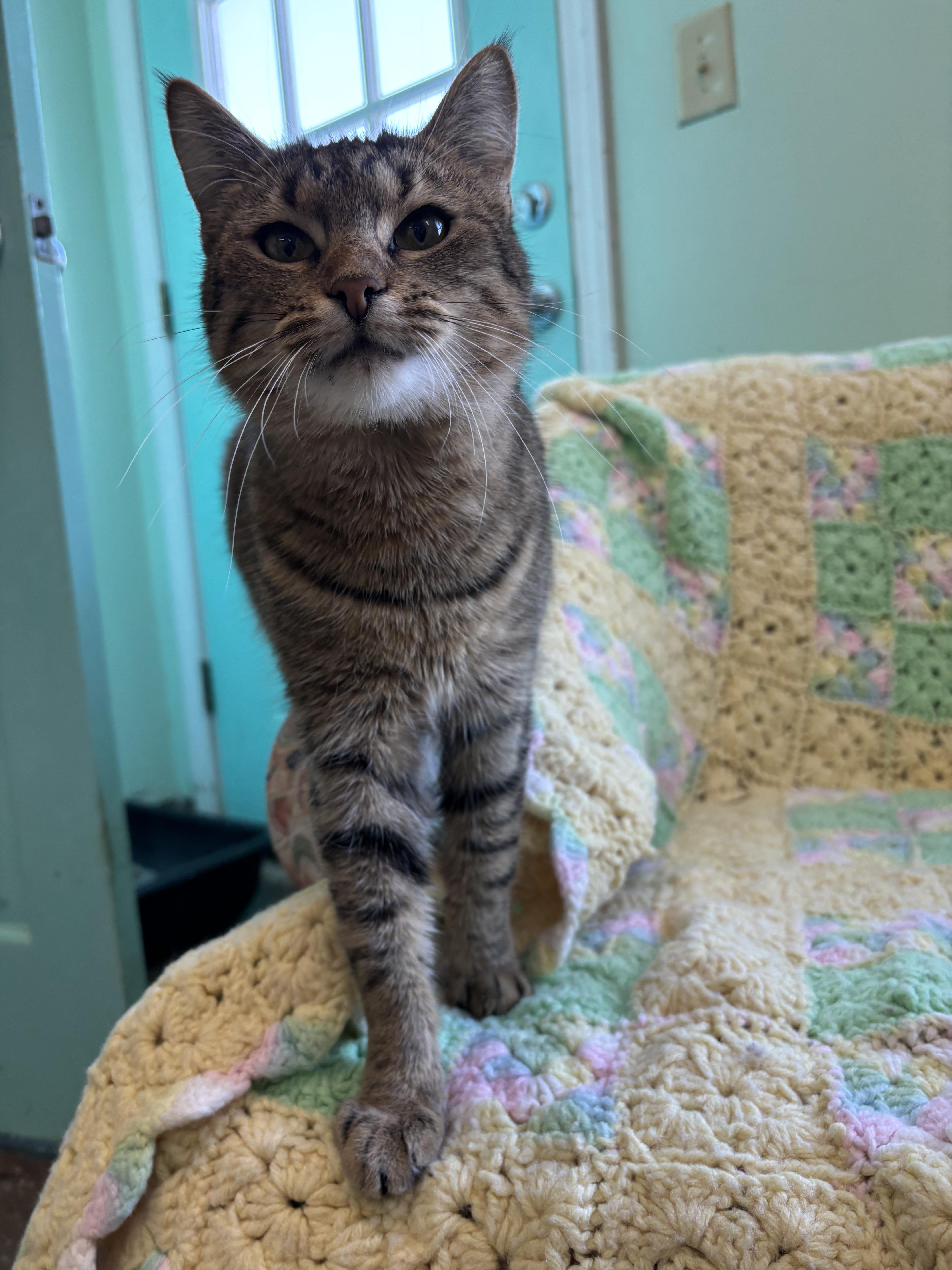 Enlarge Gnocchi, a ADOPTABLE Domestic Short Hair in Franklin, IN image 1/1