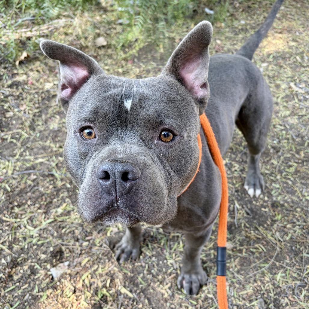 Meatball (C000-151) - Costa Mesa Location, Adoptable, Young Male American Staffordshire Terrier.