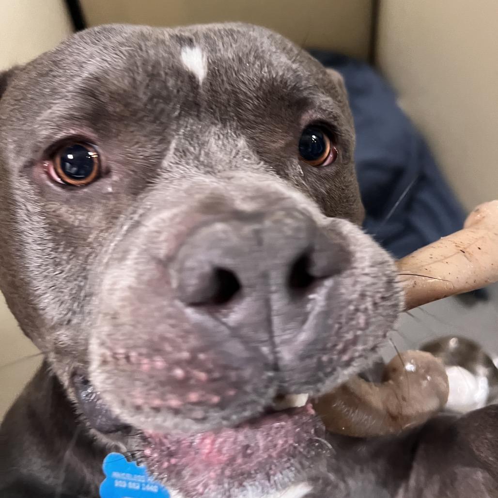 Enlarge Meatball (C000-151) - Costa Mesa Location, a Adoptable American Staffordshire Terrier in Chino Hills, CA image 2/6