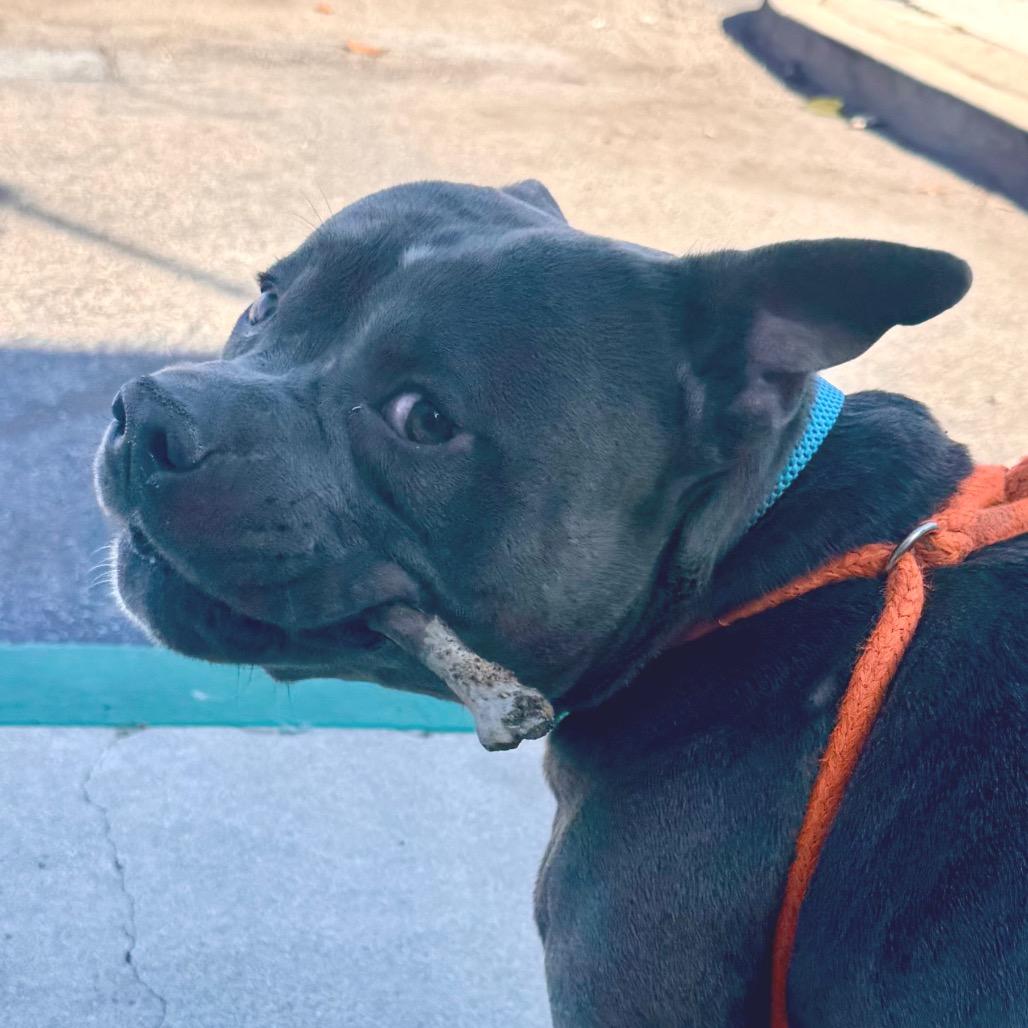 Enlarge Meatball (C000-151) - Costa Mesa Location, a Adoptable American Staffordshire Terrier in Chino Hills, CA image 3/6