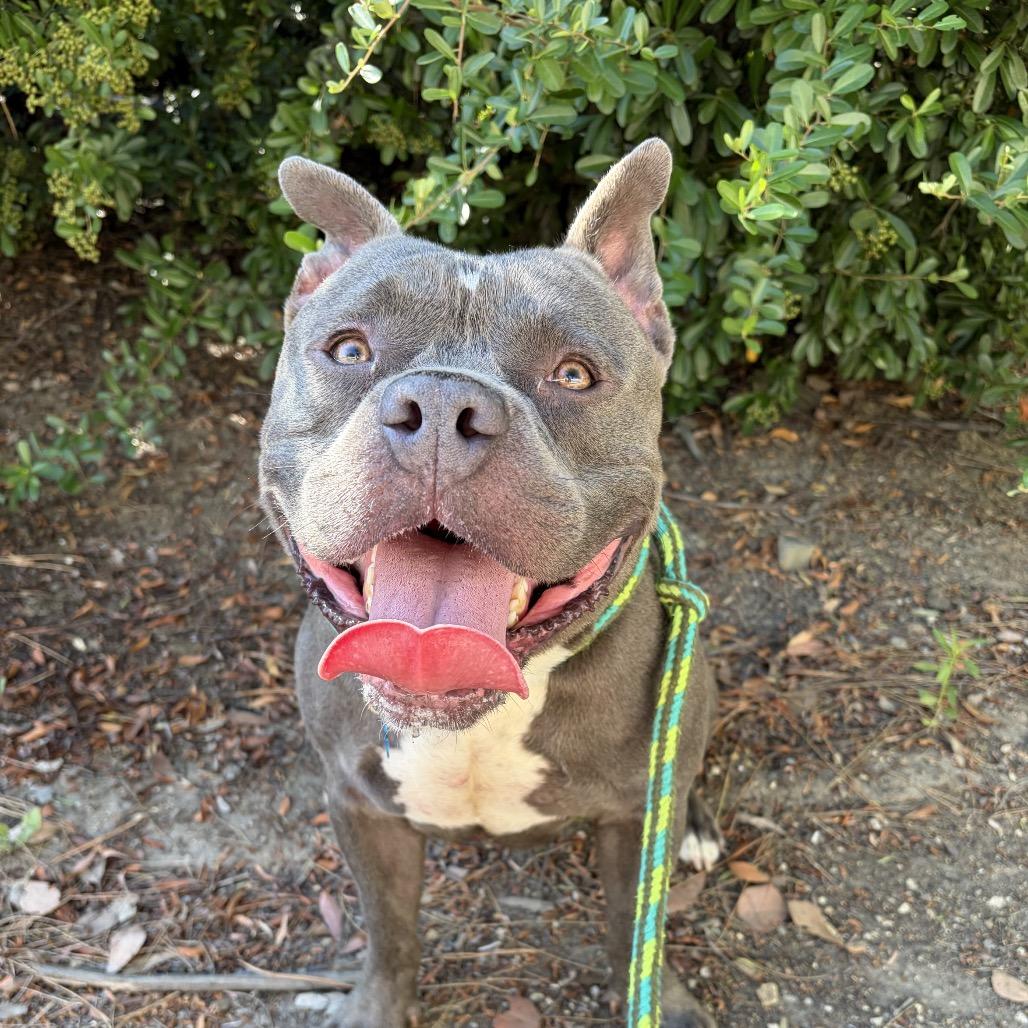 Enlarge Meatball (C000-151) - Costa Mesa Location, a Adoptable American Staffordshire Terrier in Chino Hills, CA image 4/6