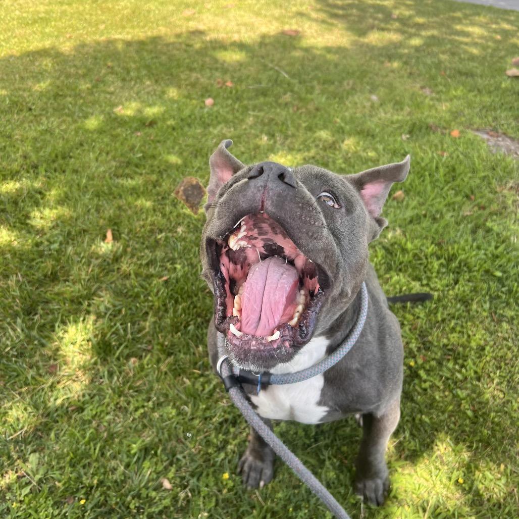 Enlarge Meatball (C000-151) - Costa Mesa Location, a Adoptable American Staffordshire Terrier in Chino Hills, CA image 5/6