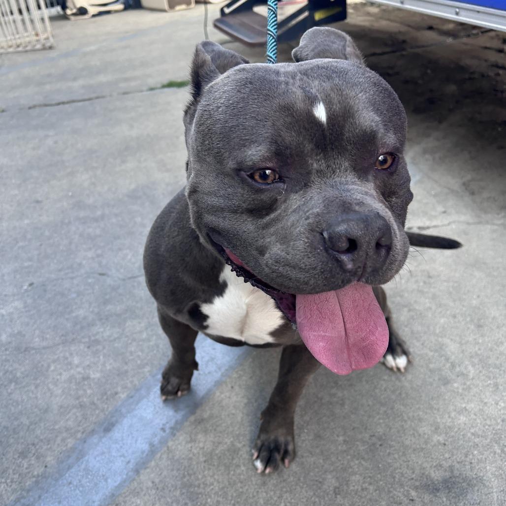 Enlarge Meatball (C000-151) - Costa Mesa Location, a Adoptable American Staffordshire Terrier in Chino Hills, CA image 6/6