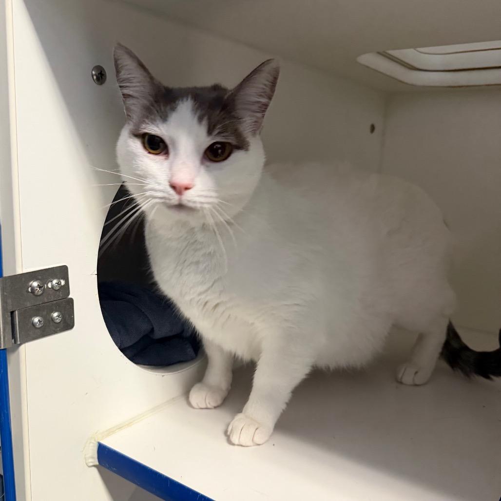 Enlarge Momma Kitty, a ADOPTABLE Domestic Short Hair in Clinton, IL image 1/1
