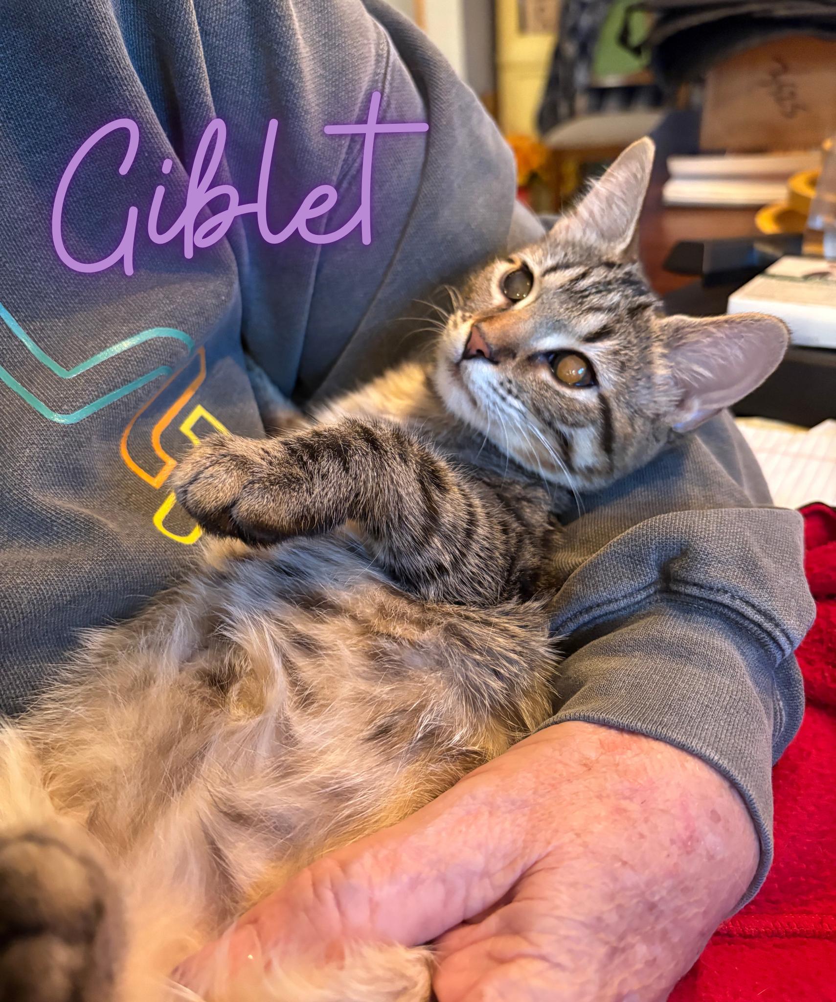 Enlarge Giblet, a Adoptable Domestic Short Hair in Austintown, OH image 1/1