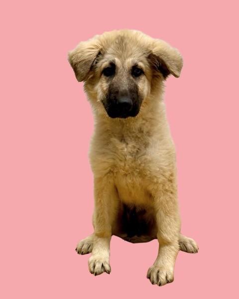 126-26, adopted, Young Female Great Pyrenees.