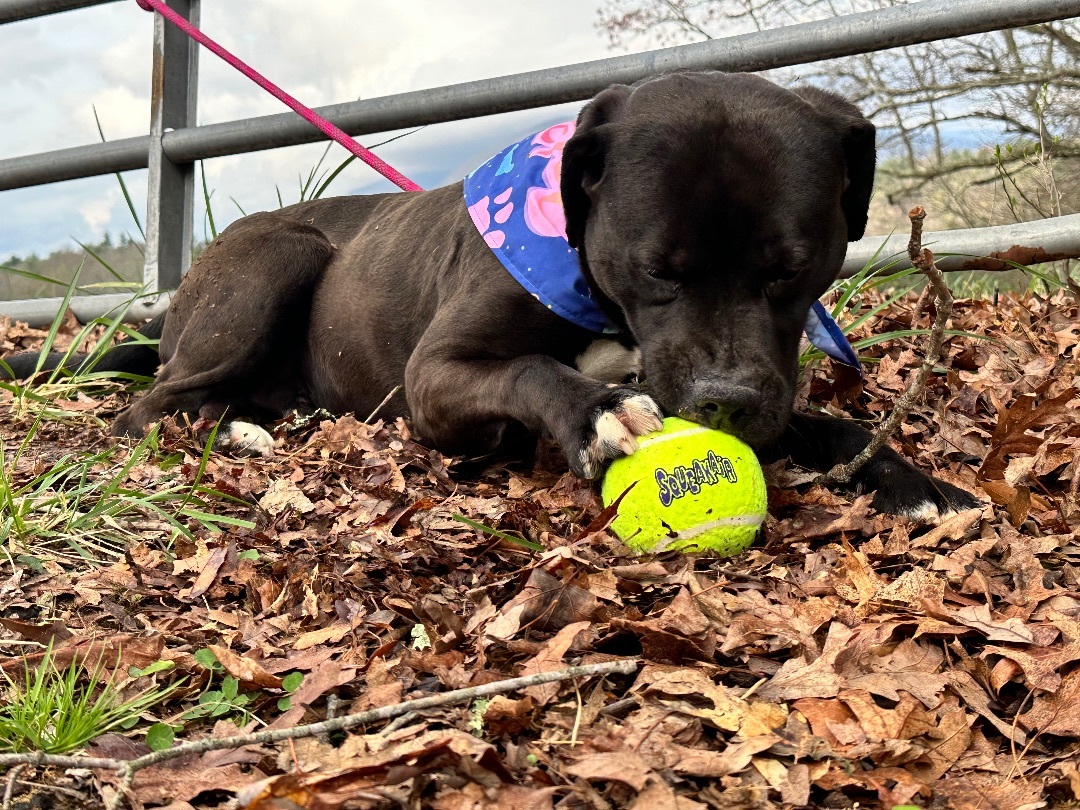 Jenkins, a Adoptable Pit Bull Terrier in Bakersville, NC image 3/6