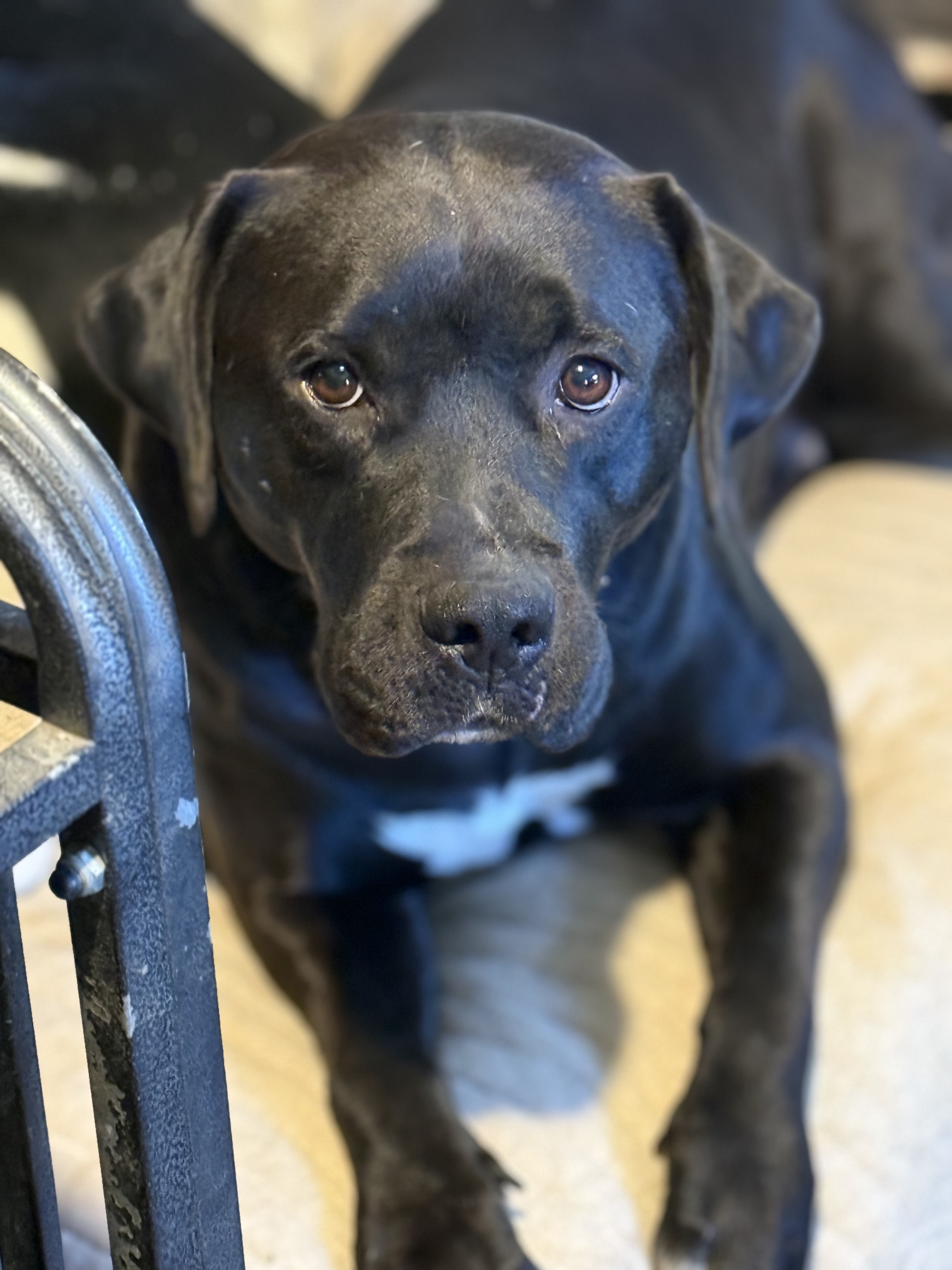 Jenkins, a Adoptable Pit Bull Terrier in Bakersville, NC image 2/6