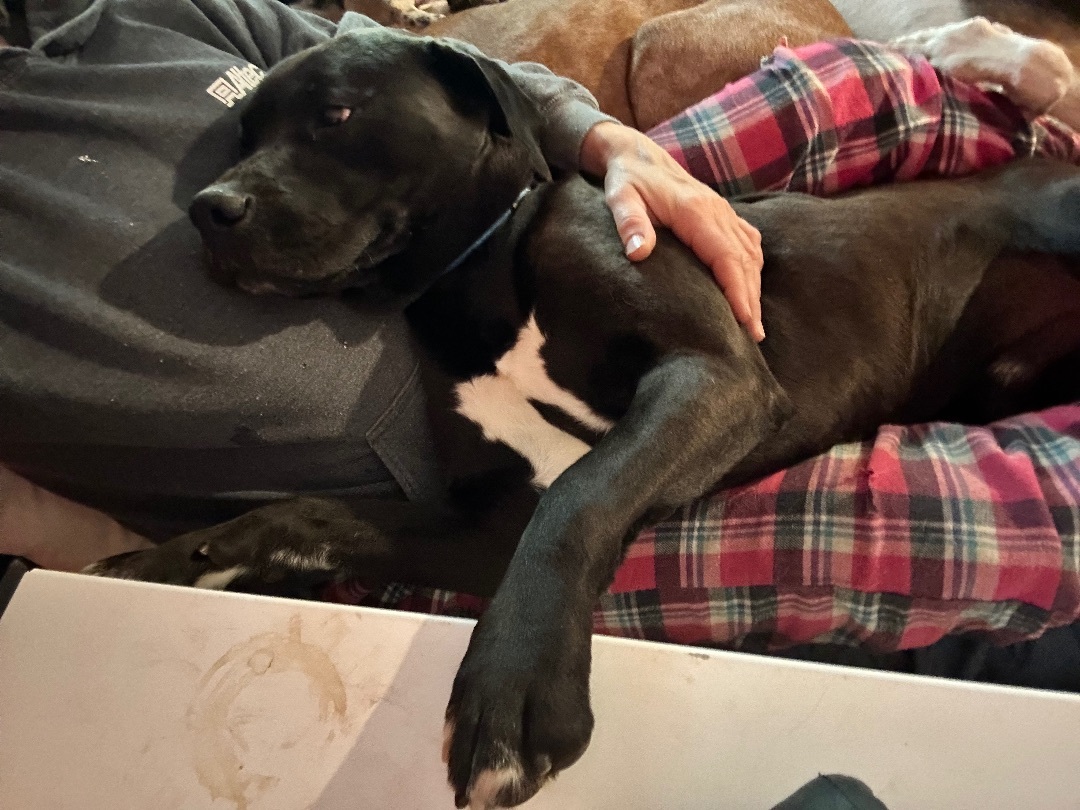 Jenkins, a Adoptable Pit Bull Terrier in Bakersville, NC image 5/6