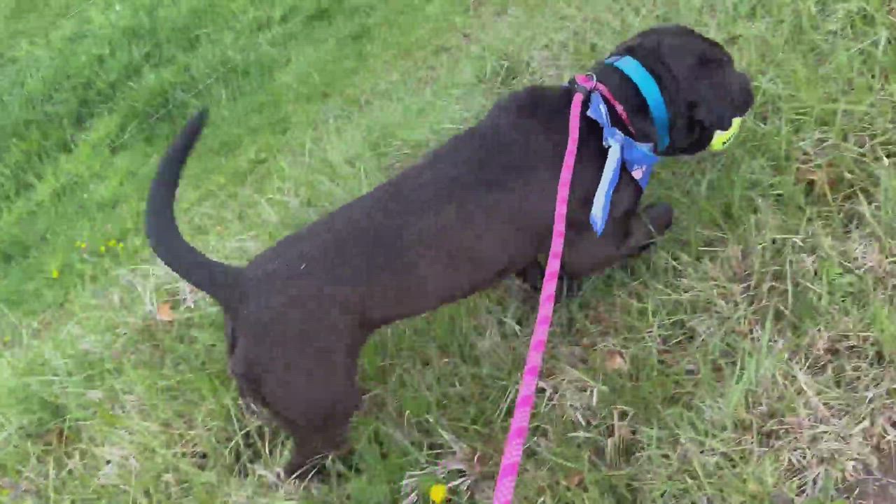 Enlarge Jenkins, a Adoptable Pit Bull Terrier in Bakersville, NC video 6/6