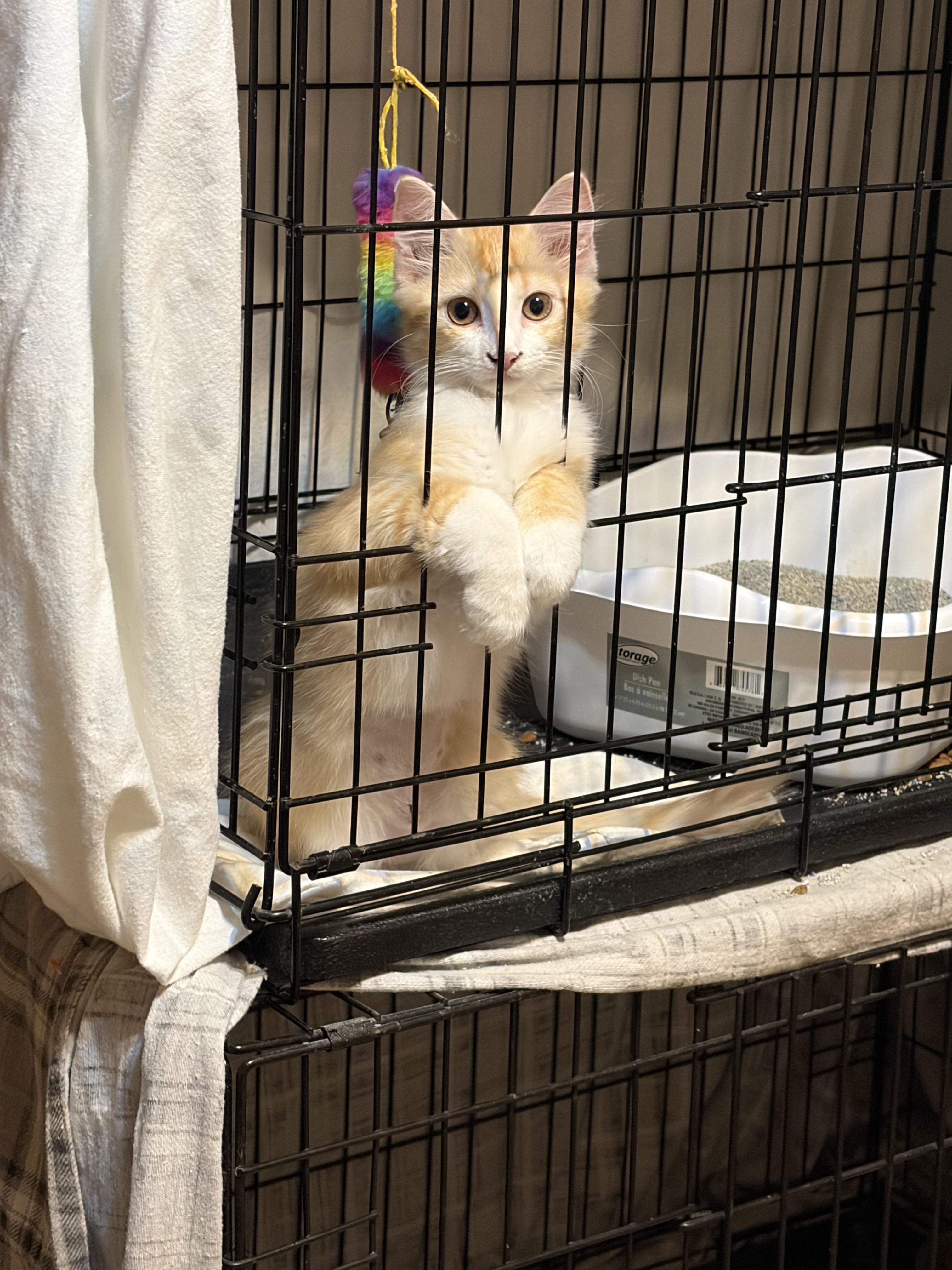 Enlarge Juice Box, a Adopted Domestic Long Hair in Elmsford, NY image 2/2
