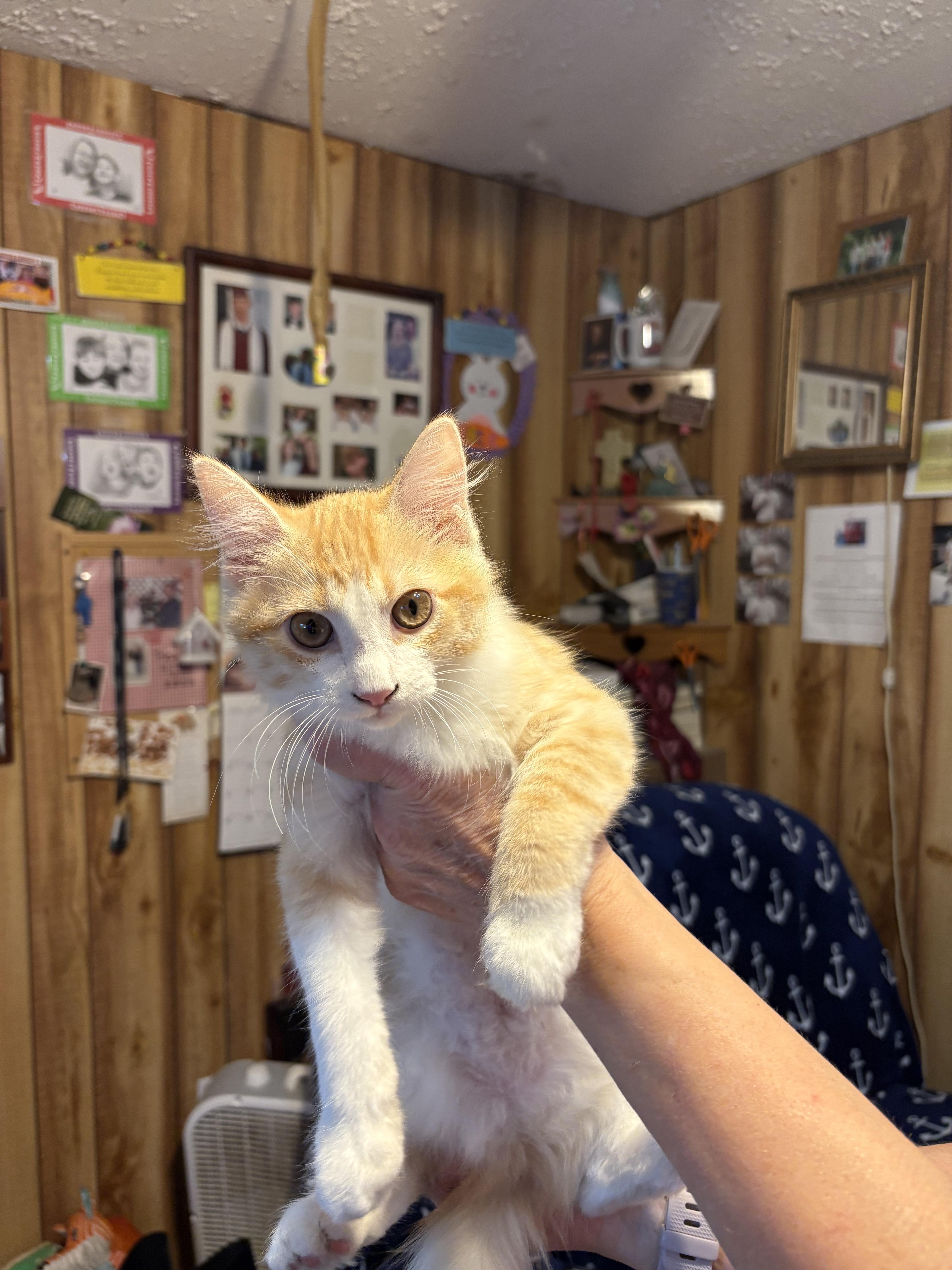 Juice Box, Adopted, Young Female Domestic Long Hair.