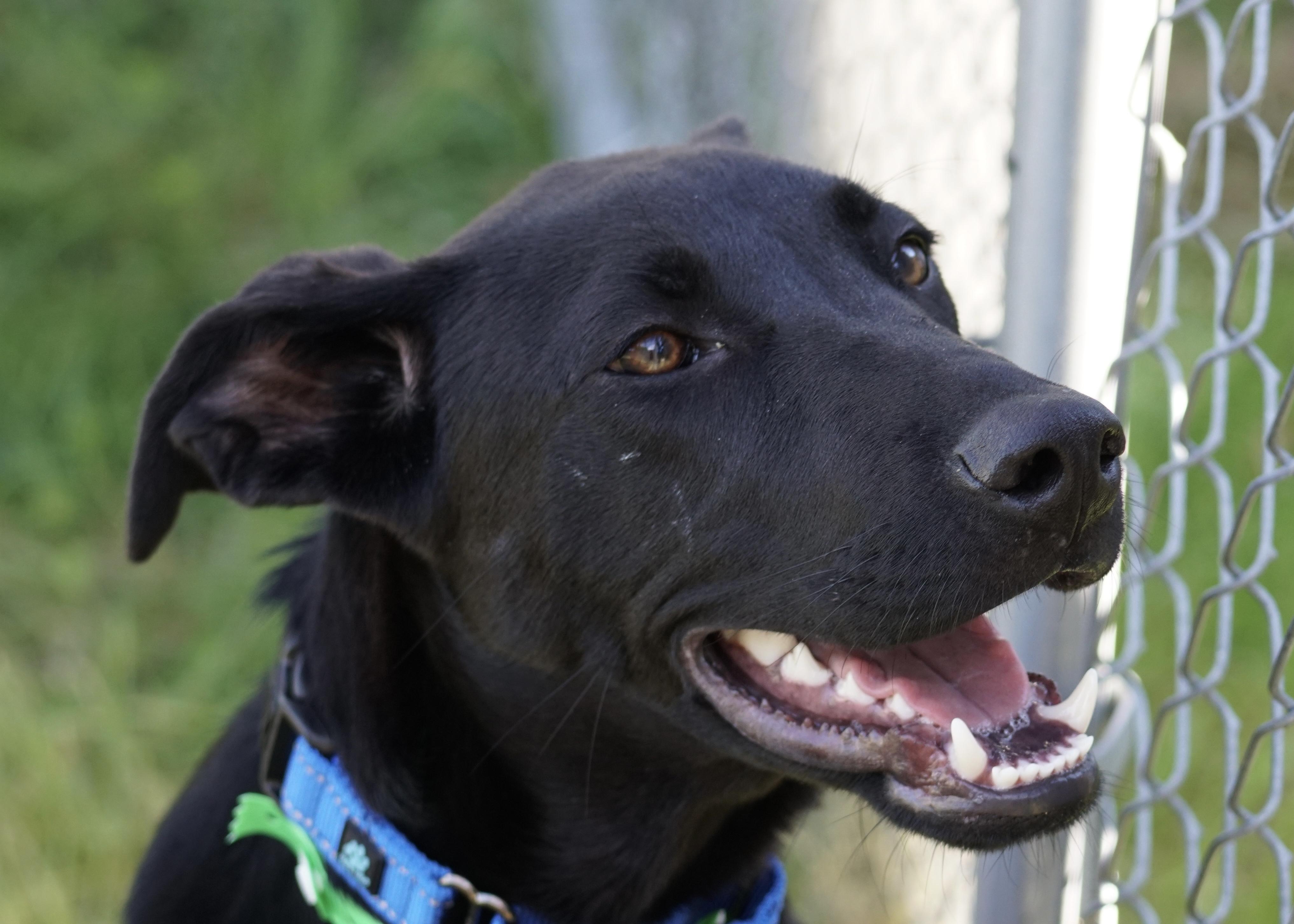 Enlarge Kilo "HERE IN NH'", a ADOPTABLE Mixed Breed in Northwood, NH image 5/5