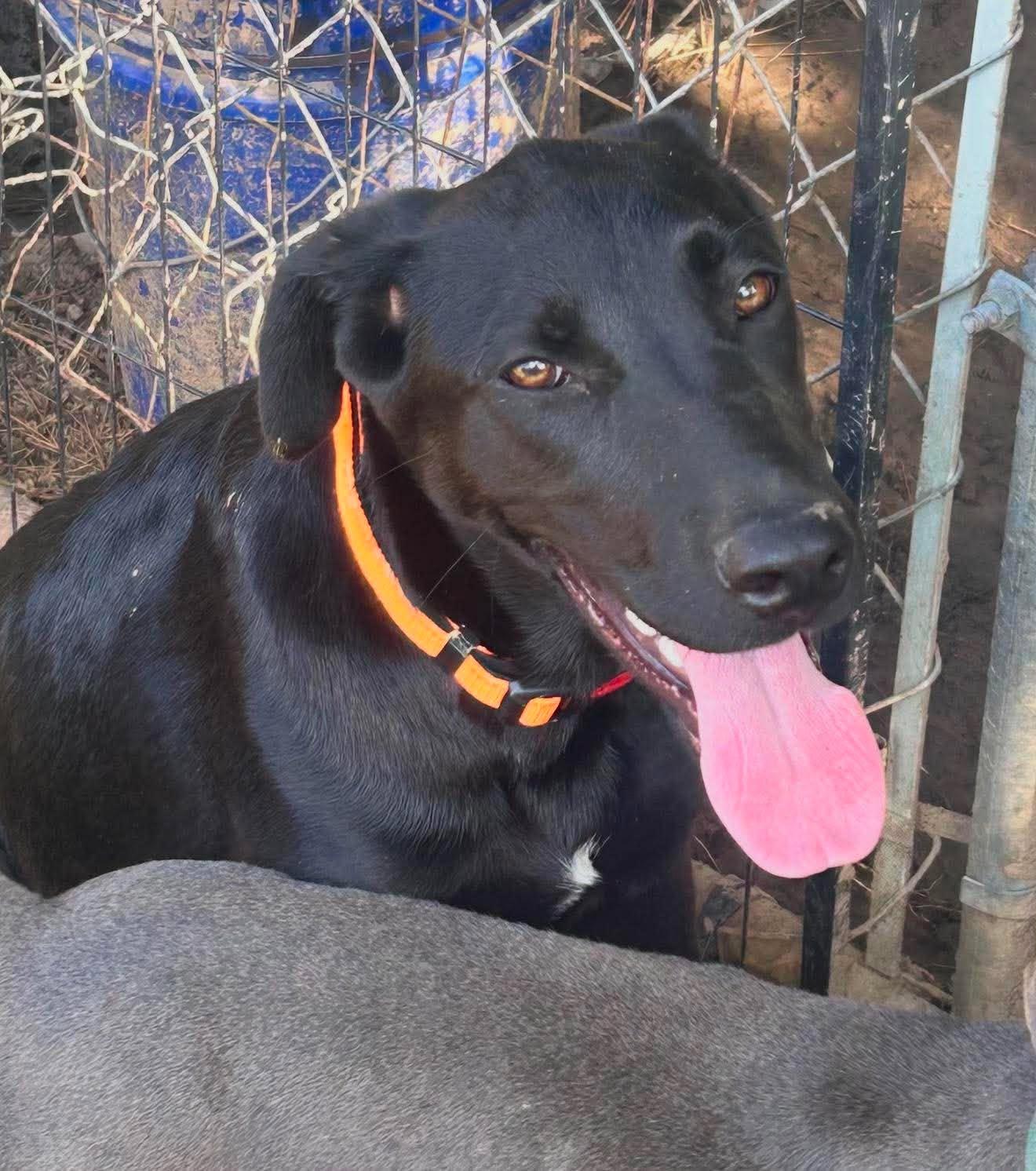 Kilo, ADOPTABLE, Puppy Male Mixed Breed.