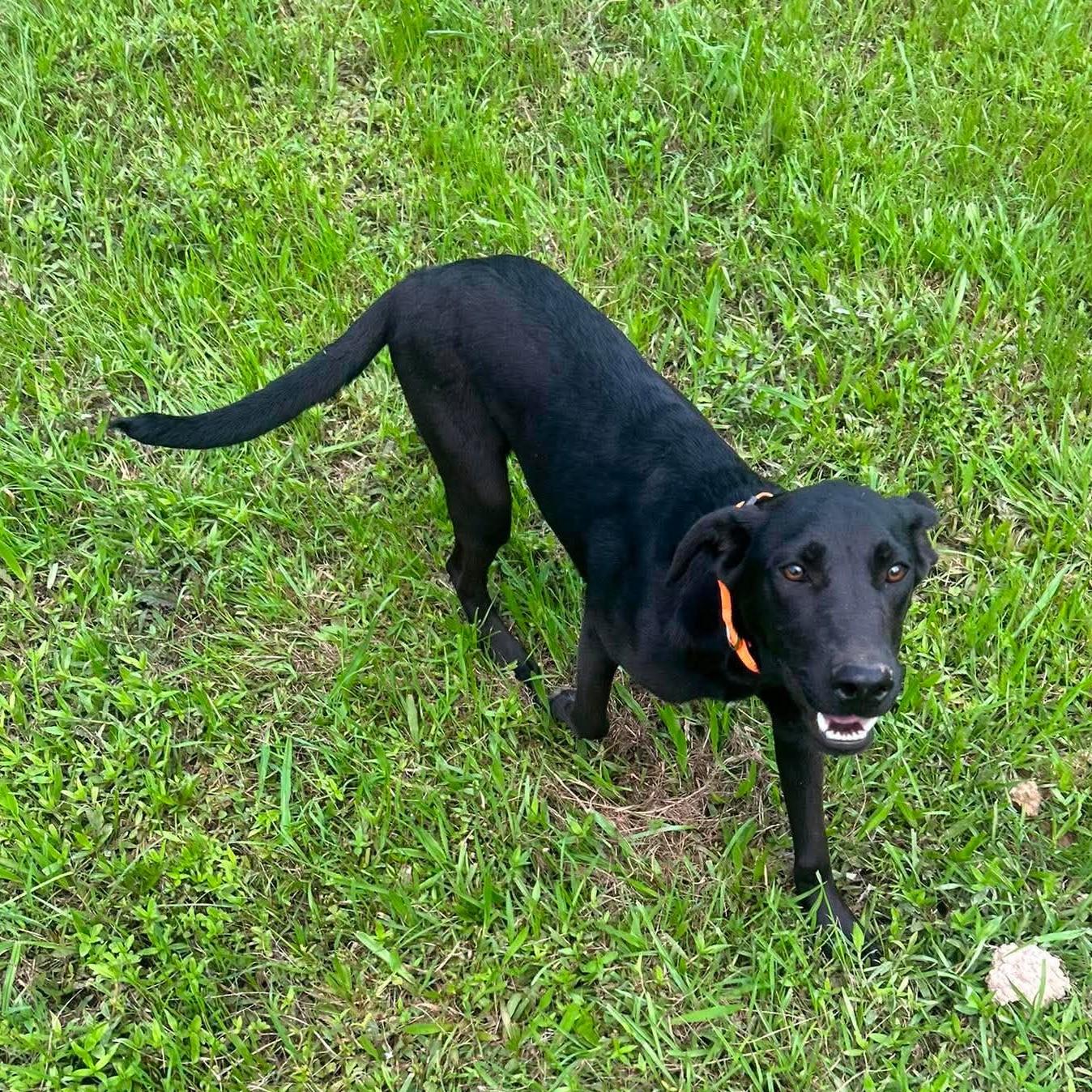 Kilo, a ADOPTABLE Mixed Breed in Northwood, NH image 2/2