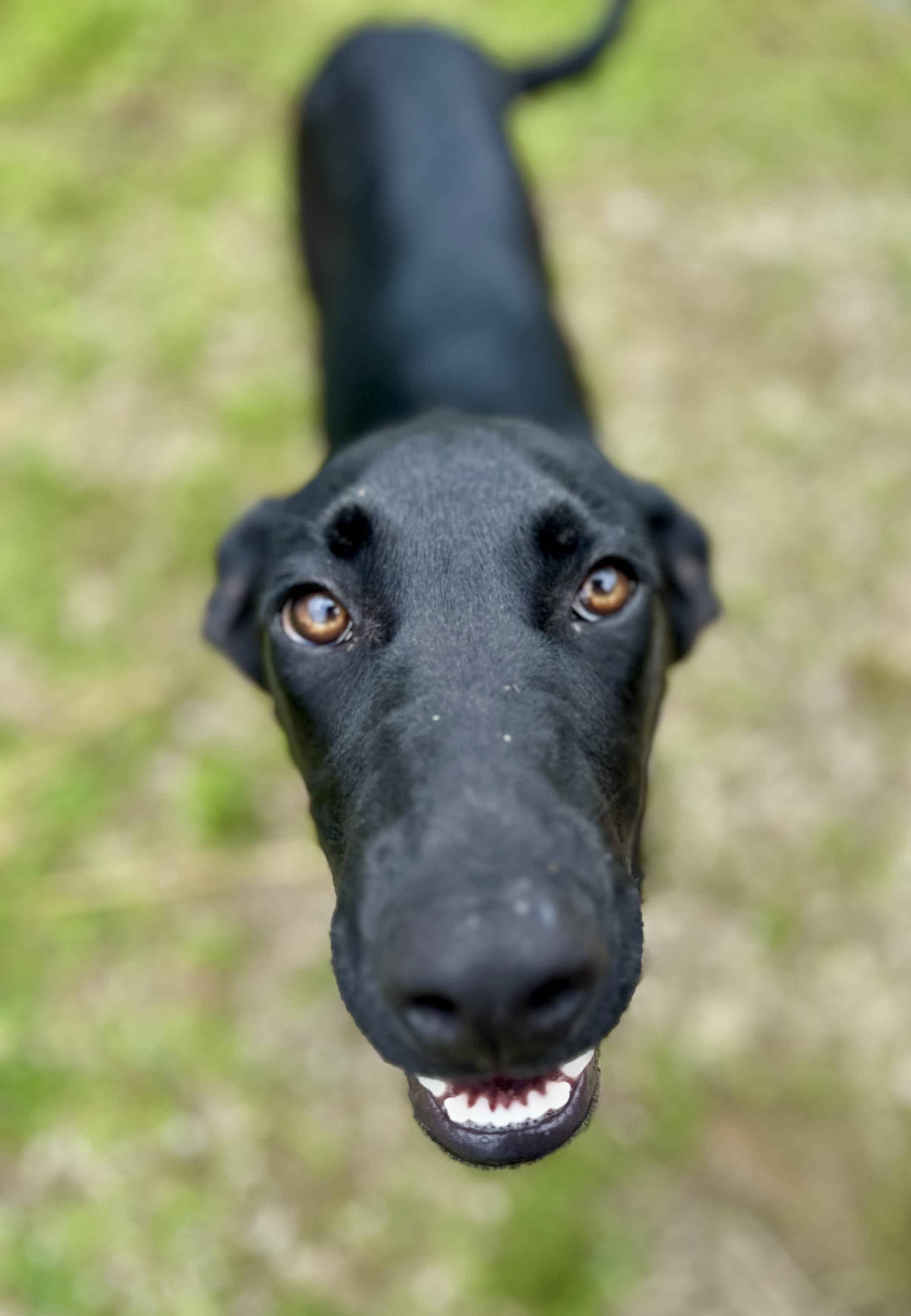 Enlarge Kilo "HERE IN NH'", a ADOPTABLE Mixed Breed in Northwood, NH image 2/5