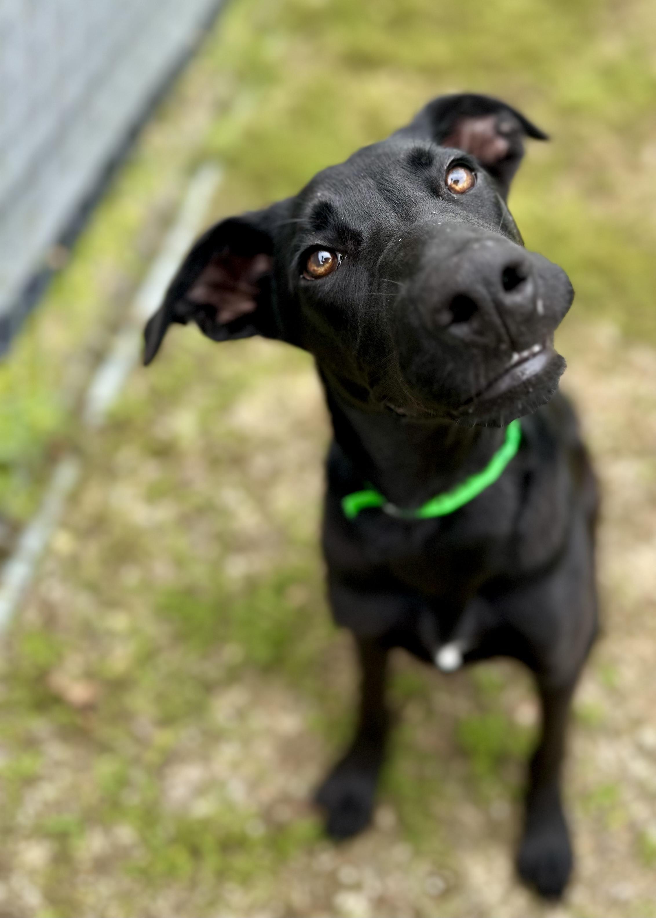 Enlarge Kilo "HERE IN NH'", a ADOPTABLE Mixed Breed in Northwood, NH image 4/5