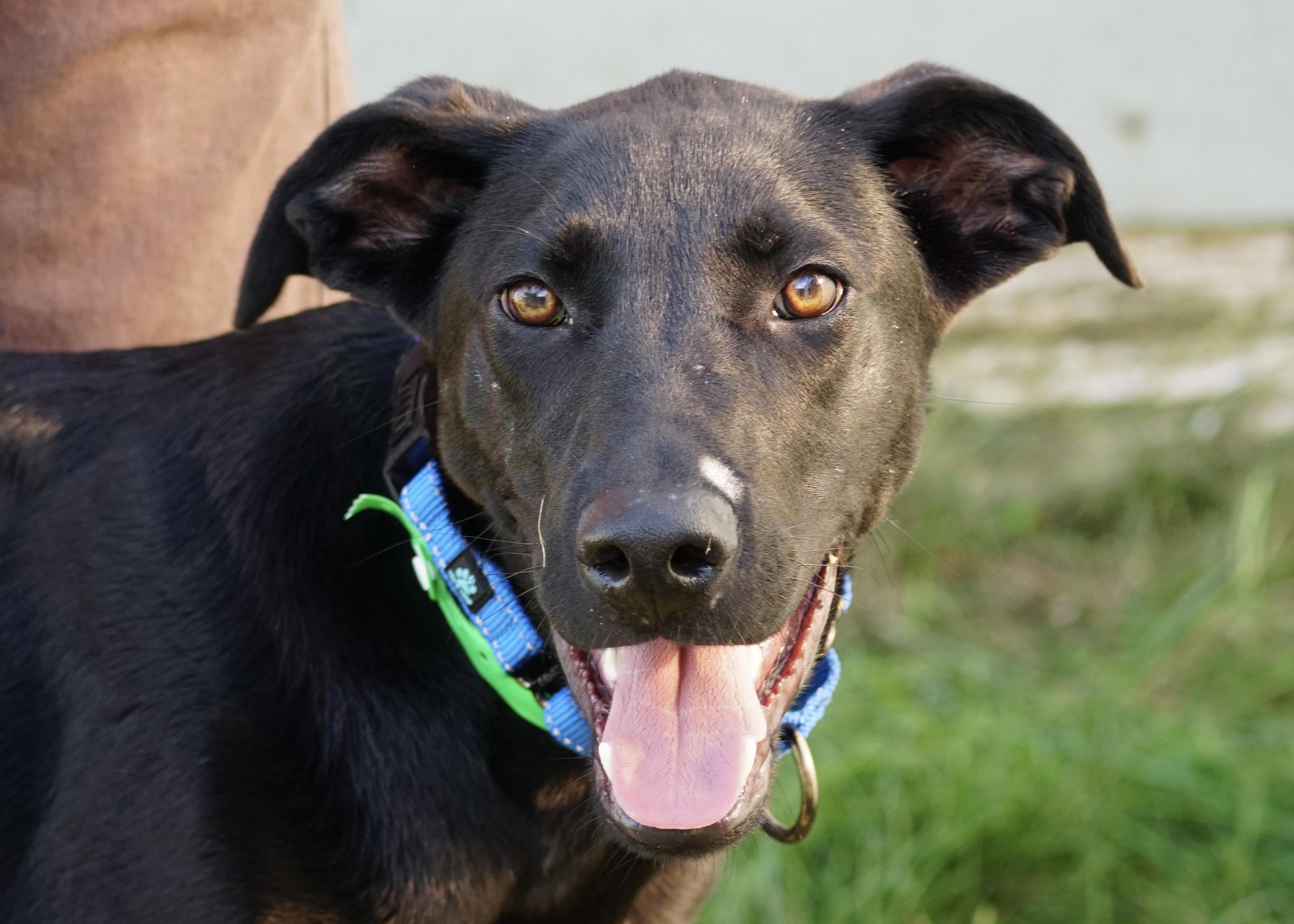Kilo "HERE IN NH'", ADOPTABLE, Puppy Male Mixed Breed.