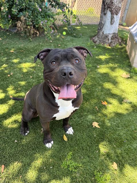 ALFIE, Adoptable, Adult Male Pit Bull Terrier.