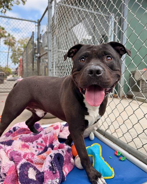 Enlarge ALFIE, a Adoptable Pit Bull Terrier in Chula Vista, CA image 1/1