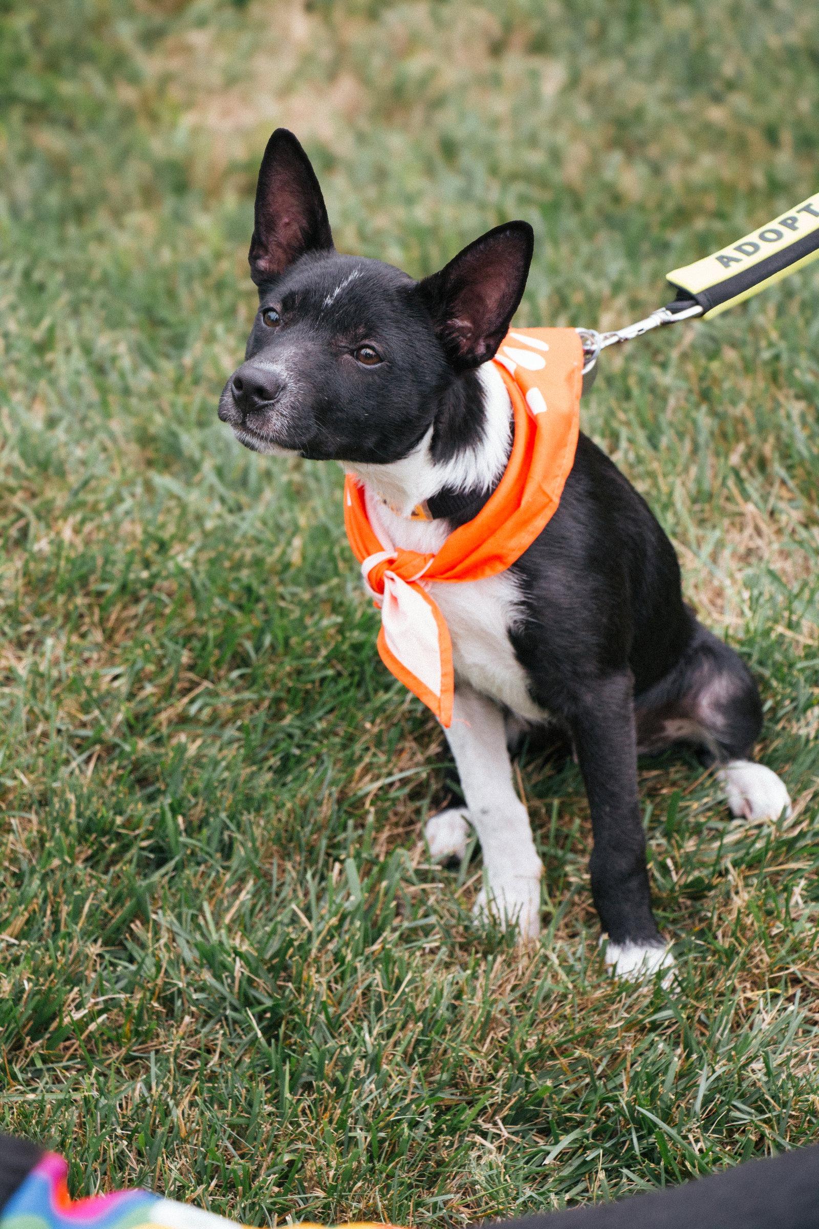 Enlarge Ace Ventura, a Adoptable Terrier in Oakhurst, NJ image 1/3