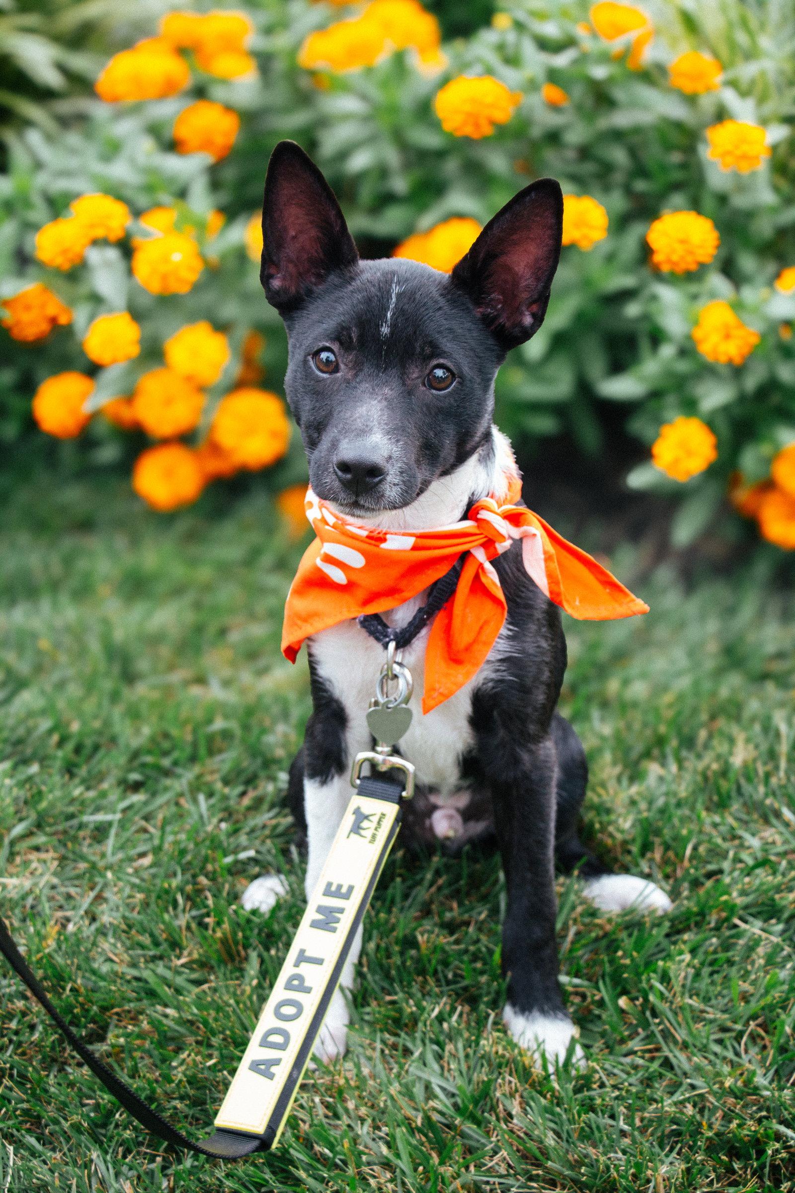 Enlarge Ace Ventura, a Adoptable Terrier in Oakhurst, NJ image 2/3