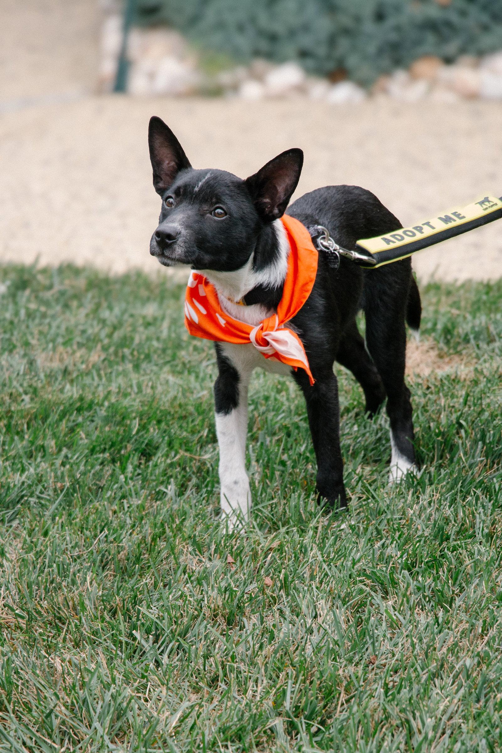 Enlarge Ace Ventura, a Adoptable Terrier in Oakhurst, NJ image 3/3
