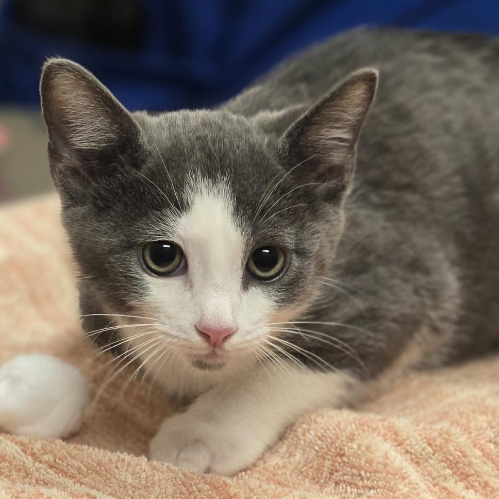 Yahtzee, Adoptable, Kitten Female Domestic Short Hair.