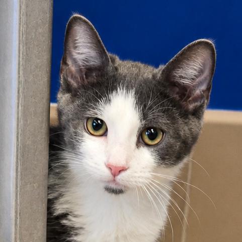 Yahtzee, a Adoptable Domestic Short Hair in Wickenburg, AZ image 2/2